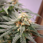 ice-cream-cake-autoflower-cannabis-seeds-strain