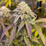 ice-cream-cake-feminized-cannabis-seeds-strain