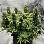 ice-cream-cake-feminized-cannabis-seeds-strain