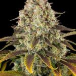 ice-cream-cake-feminized-cannabis-seeds-strai