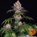 ice-cream-cake-feminized-cannabis-seeds-strain-usa