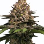 jealousy-autoflower-seeds-cannabis-strain-