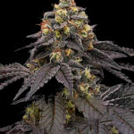 jealousy-autoflower-seeds-cannabis-strain-