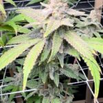 jealousy-autoflower-seeds-cannabis-strain-