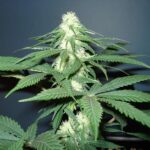 master-kush-marijuana-seeds-feminized-usa-strain