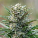 master-kush-marijuana-seeds-feminized-usa-strain