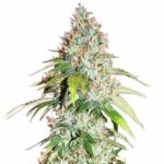 master-kush-marijuana-seeds-feminized-usa-strain