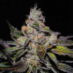 peanut-butter-breath-cannabis-seeds-usa-strain-marijuana