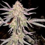 peanut-butter-breath-cannabis-strain-seeds-usa