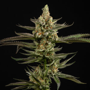 peanut-butter-breath-cannabis-seeds-usa-strain-marijuana