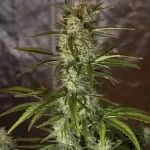 trainwreck-autoflower-seeds-cannabis-strain