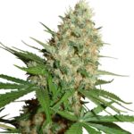 trainwreck-autoflower-seeds-cannabis-strain