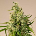 trainwreck-autoflower-seeds-cannabis-strain