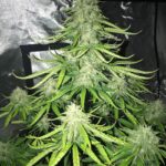 trainwreck-feminized-seeds-cannabis-strain-usa-plant