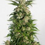 trainwreck-feminized-seeds-cannabis-strain-usa-plant