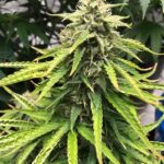 trainwreck-feminized-seeds-cannabis-strain-usa