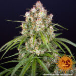 wedding-cake-autoflower-cannabis-seeds-strain