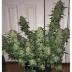 wedding-cake-autoflower-cannabis-seeds-strain-plant