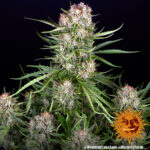 wedding-cake-autoflower-cannabis-seeds-strain-plant