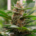 Strawberry-cough-feminized-seeds-strain-usa-marijuana