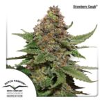 Strawberry-cough-feminized-seeds-strain-usa-cannabis