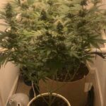 Strawberry-cough-feminized-seeds-strain-usa-marijuana-plant