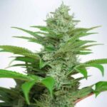 northern-lights-feminized-cannabis-seed