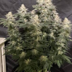 northern-lights-feminized-cannabis-seeds