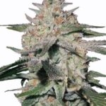 northern-lights-feminized-cannabis-seeds