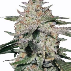 northern-lights-feminized-cannabis-seeds