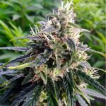 northern-lights-feminized-cannabis-seeds-bud