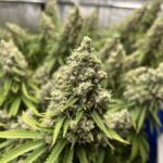 northern-lights-feminized-cannabis-seeds-bud