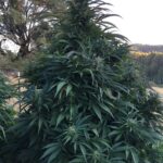 northern-lights-feminized-cannabis-seeds-plant