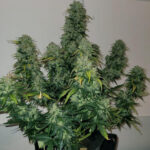 biscotti-autoflower-seeds-cannabis-usa-strain