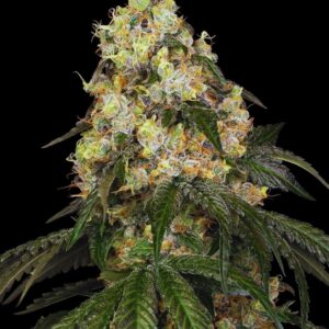 biscotti-autoflower-seeds-cannabis-usa-strain
