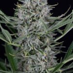 biscotti-autoflower-seeds-cannabis-usa-strain