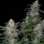 biscotti-autoflower-seeds-cannabis-usa-strain