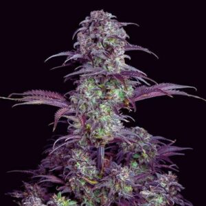 blueberry-autoflower-seeds-marijuana-usa-strain