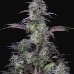 blueberry-autoflower-seeds-marijuana-usa-strain