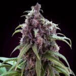 blueberry-autoflower-seeds-marijuana-usa-strain