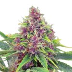 blueberry-autoflower-seeds-marijuana-usa-strain