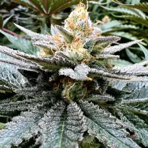 godfather-og-autoflower-strain-cannabis-seeds