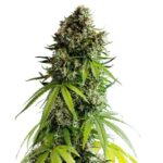 nyc-diesel-feminized-seeds-cannabis-strain-usa