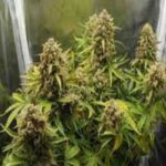 nyc-diesel-feminized-seeds-cannabis-marijuana-plant