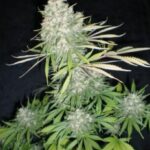 nyc-diesel-feminized-seeds-cannabis-strain-usa