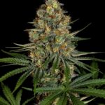 nyc-diesel-feminized-seeds-cannabis-strain-usa