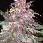 purple-haze-feminized-seeds-cannabis-usa