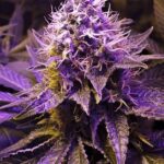 purple-haze-feminized-seeds-cannabis-usa