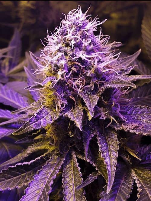 purple-haze-feminized-seeds-cannabis-usa