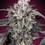 Slurricane Feminized Seeds - 1Seeds